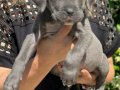 Koca kafa efsane cane corso yavrularımız