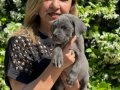 Koca kafa efsane cane corso yavrularımız