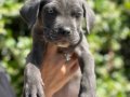 Koca kafa efsane cane corso yavrularımız
