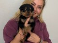 Koca kafa Devasa Rottweiler Yavrularımız