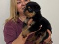Koca kafa Devasa Rottweiler Yavrularımız