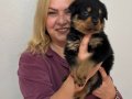 Koca kafa Devasa Rottweiler Yavrularımız