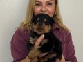 Koca kafa Devasa Rottweiler Yavrularımız