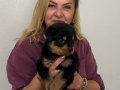 Koca kafa Devasa Rottweiler Yavrularımız