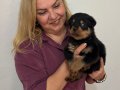 Koca kafa Devasa Rottweiler Yavrularımız