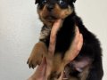 Koca kafa Devasa Rottweiler Yavrularımız