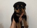 Koca kafa Devasa Rottweiler Yavrularımız