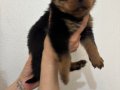 Koca kafa Devasa Rottweiler Yavrularımız