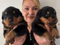 İri Cüsseli Muhteşem Rottweiller Yavrularımız