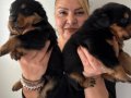 İri Cüsseli Muhteşem Rottweiller Yavrularımız