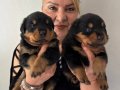 İri Cüsseli Muhteşem Rottweiller Yavrularımız