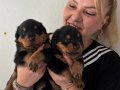 İri Cüsseli Muhteşem Rottweiller Yavrularımız