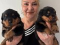 İri Cüsseli Muhteşem Rottweiller Yavrularımız