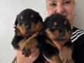 İri Cüsseli Muhteşem Rottweiller Yavrularımız