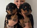 İri Cüsseli Muhteşem Rottweiller Yavrularımız