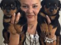 Kaca kafa İri Cüsseli Rottweiler Yavrularımız