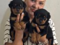 Kaca kafa İri Cüsseli Rottweiler Yavrularımız