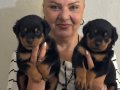 Kaca kafa İri Cüsseli Rottweiler Yavrularımız