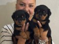 Kaca kafa İri Cüsseli Rottweiler Yavrularımız
