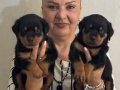 Kaca kafa İri Cüsseli Rottweiler Yavrularımız