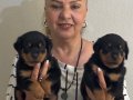 Kaca kafa İri Cüsseli Rottweiler Yavrularımız
