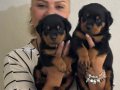 Kaca kafa İri Cüsseli Rottweiler Yavrularımız