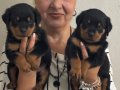 Kaca kafa İri Cüsseli Rottweiler Yavrularımız
