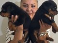 Kaca kafa İri Cüsseli Rottweiler Yavrularımız