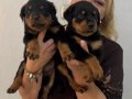 İri Cüsseli Muhteşem Rottweiler Yavrularımız