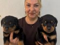 İri Cüsseli Muhteşem Rottweiler Yavrularımız