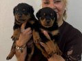 İri Cüsseli Muhteşem Rottweiler Yavrularımız