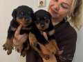 İri Cüsseli Muhteşem Rottweiler Yavrularımız
