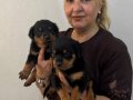 İri Cüsseli Muhteşem Rottweiler Yavrularımız