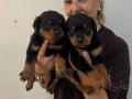 İri Cüsseli Muhteşem Rottweiler Yavrularımız