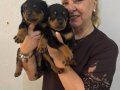 İri Cüsseli Muhteşem Rottweiler Yavrularımız