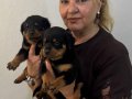 İri Cüsseli Muhteşem Rottweiler Yavrularımız