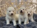 Gülen Yüzlü Efsane Samoyed Yavrularımız