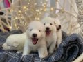 Gülen Yüzlü Efsane Samoyed Yavrularımız