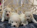Gülen Yüzlü Efsane Samoyed Yavrularımız
