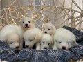 Gülen Yüzlü Efsane Samoyed Yavrularımız