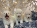 Gülen Yüzlü Efsane Samoyed Yavrularımız