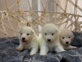 Gülen Yüzlü Efsane Samoyed Yavrularımız