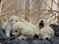 Gülen Yüzlü Efsane Samoyed Yavrularımız