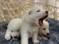 Gülen Yüzlü Efsane Samoyed Yavrularımız