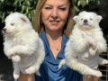 Gülen Surat Efsane Samoyed Yavrularımız