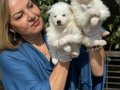 Gülen Surat Efsane Samoyed Yavrularımız