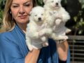 Gülen Surat Efsane Samoyed Yavrularımız