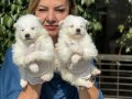 Gülen Surat Efsane Samoyed Yavrularımız