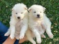 Gülen Surat Efsane Samoyed Yavrularımız