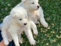 Gülen Surat Efsane Samoyed Yavrularımız